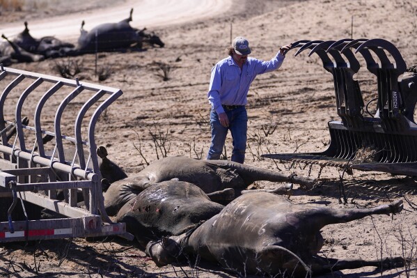 A rancher labors on collecting dead cattle in an area burned by the Smokehouse Creek Fire, Friday, March 1, 2024, in Skellytown, Texas. (AP Photo/Julio Cortez)