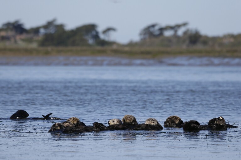 Sea otters are seen together along the Elkhorn Slough in Moss Landing, Calif., on March 26, 2018. (AP Photo/Eric Risberg, File)