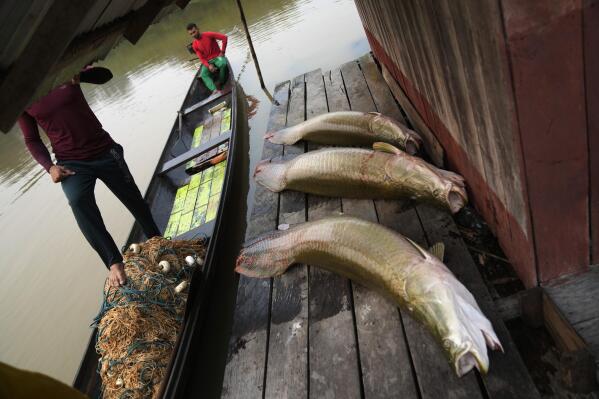 Three pirarucu fish, captured by brothers Gibson, right, and Manuel Cunha Da Lima, front, lie at a floating warehouse in San Raimundo settlement, at Medio Jurua region, Amazonia State, Brazil, Monday, Sept. 5, 2022. Along the Jurua River, a tributary of the Amazon, riverine settlers and Indigenous villages are working together to promote the sustainable fishing of near magic fish called pirarucu. (AP Photo/Jorge Saenz)