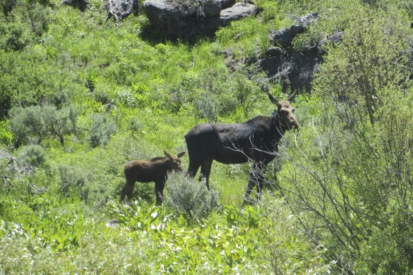 In this photo provided by the Nevada Department of Wildlife, a collared cow moose and her calf are spotted in Elko County, Nev., in 2022. In what will be a very tiny hunt for some of the biggest game in North America, Nevada is planning its first-ever moose hunting season during fall 2024. State officials expect thousands of applications for the handful of hunting tags and, with an estimated population barely topping 100, it's already controversial. (Nevada Department of Wildlife via AP)