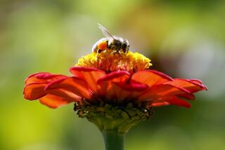 FILE - In this Sept. 1, 2015, photo, a honeybee works atop gift zinnia in Accord, N.Y. A shipment of honeybees bound from California to Alaska died after an airline re-routed them through Atlanta, then left them to sit on the tarmac during hot weather. Delta Air Lines said Friday, April 29, 2022, it is making changes to prevent a repeat of what happened last weekend. (AP Photo/Mike Groll, File)