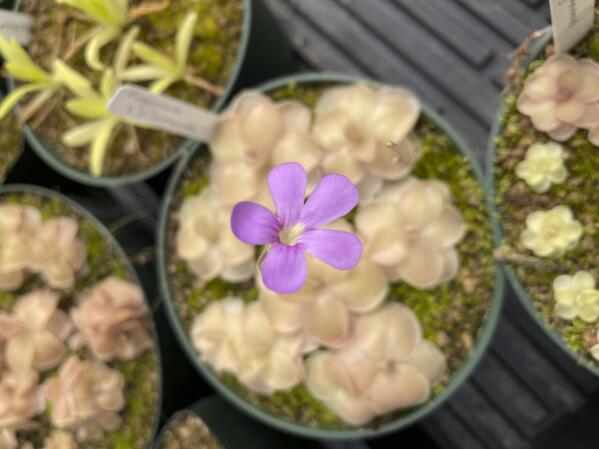 This undated image provided by California Carnivores shows a butterwort (Pinguicula cyclosecta) plant in bloom. (California Carnivores via AP)
