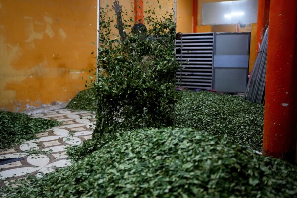 Dionicio Limachi scatters coca leaves after removing them from a coca drying oven in Trinidad Pampa, a coca-producing area in Bolivia, Sunday, April 14, 2024. For many coca growers, chewing coca leaves is a similar daily habit drinking coffee.  (AP Photo/Juan Karita)