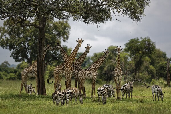 FILE - Giraffes and zebras congregate under the shade of a tree in the afternoon in Mikumi National Park, Tanzania on March 20, 2018. The World Bank has suspended funding for a tourism project in Tanzania that caused the suffering of tens of thousands of villagers, according to a U.S.-based rights group that has long urged the global lender to take such action. (AP Photo/Ben Curtis, File)