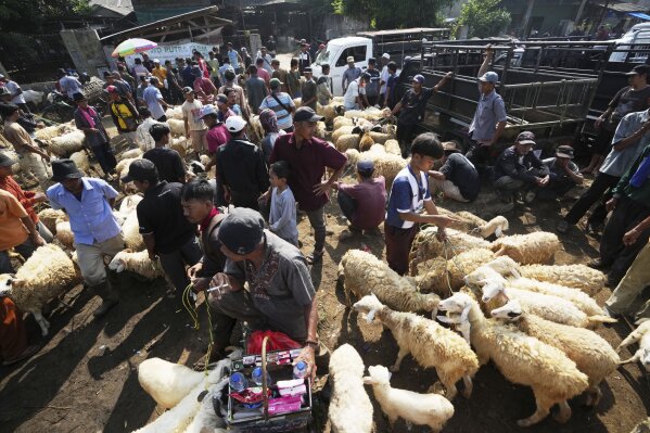 People sell cow and goats ahead of Eid al-Adha holiday at a livestock market in Jonggol, West Java, Indonesia, Monday, June 2, 2025. (AP Photo/Achmad Ibrahim)