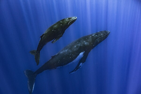 This photo provided by Samuel Lam shows a humpback whale and her calf in Papeete, French Polynesia in September 2022. Humpbacks are known to compose elaborate songs that travel across oceans and whale pods. (Samuel Lam via AP)