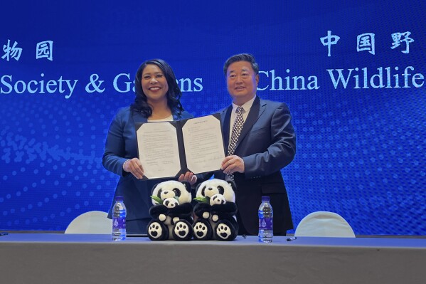 London Breed, left, Mayor of San Francisco and Wu Minglu, Secretary General of China Wildlife Conservation Association (CWCA) hold up an agreement to lease giant pandas for the San Francisco Zoological Society and Gardens during a signing ceremony in Beijing, Friday, April 19, 2024. (AP Photo/Liu Zheng)