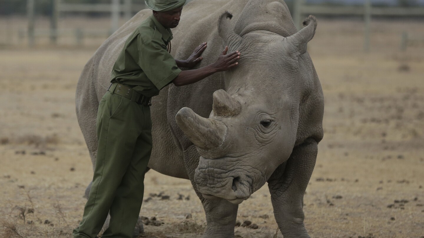 НАЙРОБИ Кения AP — Носорог е бременен чрез ембриотрансфер при