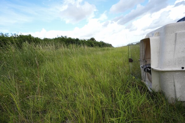 A raccoon cautiously pokes its head out of a crate as a dozen raccoons are released onto the Miccosukee Indian Reservation in the Florida Everglades, Monday, Sept. 9, 2024. The Miccosukee Tribe partners with the South Florida Wildlife Center to rehome rescued and rehabilitated animals from native species such as raccoons, screech owls and squirrels. Populations of small mammals in the Everglades have been decimated by flooding, habitat loss and the proliferation of invasive pythons. (AP Photo/Rebecca Blackwell)