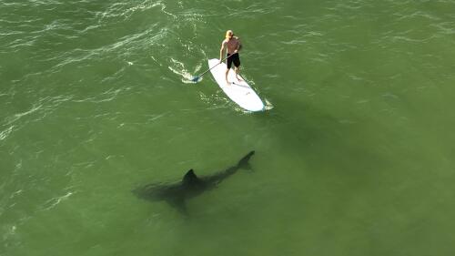 This drone image released by researchers with the Shark Lab at Cal State Long Beach, shows a juvenile white shark swimming next to a standing man on a long board along the Southern California coastline, April 28, 2022. Researchers at CSULB Shark Lab, used drones to study juvenile white sharks and how close they swim to humans in the water. There were no reported shark bites in any of the 26 beaches surveyed between January 2019 and March 2021. (Carlos Gauna/CSULB Shark Lab via AP)