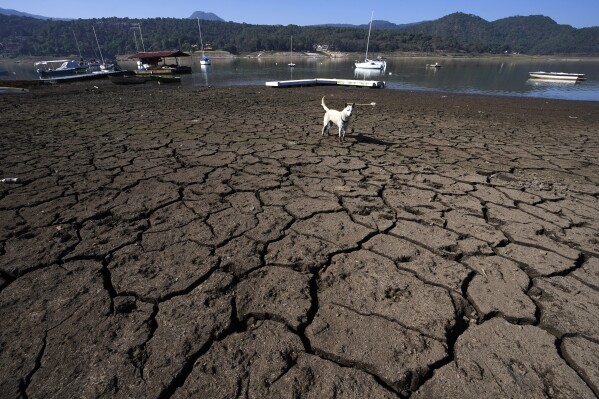 FILE - A dog stands on cracked, exposed banks of the Miguel Aleman dam in Valle de Bravo, Mexico, Thursday, March 14, 2024. Around this country of nearly 130 million, drought is draining reservoirs dry and creating severe water shortages. (AP Photo/Marco Ugarte, File)