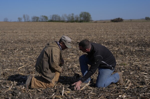 Gregg Woodruff, left, and his son, Mark, right, check just planted soybean seeds, Monday, April 22, 2024, in Sabina, Ohio. (AP Photo/Joshua A. Bickel)
