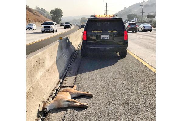FILE - This Wednesday, Sept. 23, 2020, image provided by the California Highway Patrol, West Valley Division, shows a mountain lion found dead along Interstate 101 in Calabasas, Calif. Tens of thousands of mountain lions, bears, bighorn sheep, squirrels, birds and lizards have met their fate in collisions with vehicles across California in a study released by the Road Ecology Center at the University of California, Davis. Wednesday, Nov. 10, 2021. The study is based on more than 44,000 California Highway Patrol traffic incidents involving large wildlife between 2009 and 2020. Also included are more than 65,000 reports from members of the public via the California Roadkill Observation System phone app. (California Highway Patrol via AP)