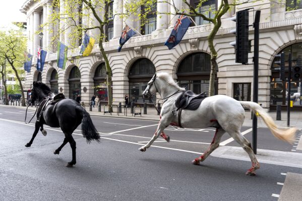 FILE - Two horses on the loose bolt through the streets of London, Wednesday April 24, 2024. One of the horses that broke away from their trainers and galloped through the streets of London last week is expected to make a full recovery while another remains under observation, the British Army said Monday. Quaker, a black horse, has shown 