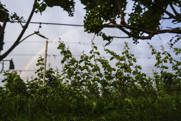A Rainbow is visible above the vineyard at Kullabergs Vingård in Nyhamnsläge, Sweden, Tuesday, July 25, 2023. (AP Photo/Pavel Golovkin)