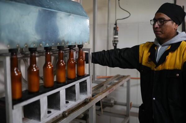 A worker monitors bottles of coca leaf-flavored beer at the El Viejo Roble liqueurs assembly line in La Paz, Bolivia, Friday, May 3, 2024. The distillery has been producing liquor from coca leaves for years and is now preparing to launch a new coke-infused beer.  (AP Photo/Juan Karita)