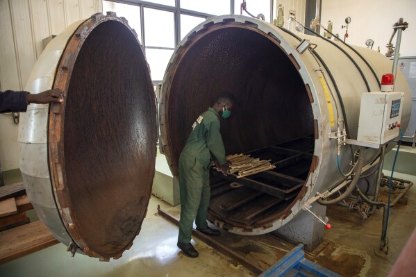 A worker puts bamboo sticks into a dryer at a factory in Wakiso, Uganda on March 13, 2024. Bamboo farming is on the rise in Uganda, where the hardy and fast-growing crop is seen by the government as having real growth potential. Businesses can turn it into furniture and other products. (AP Photo/Dipak Moses)