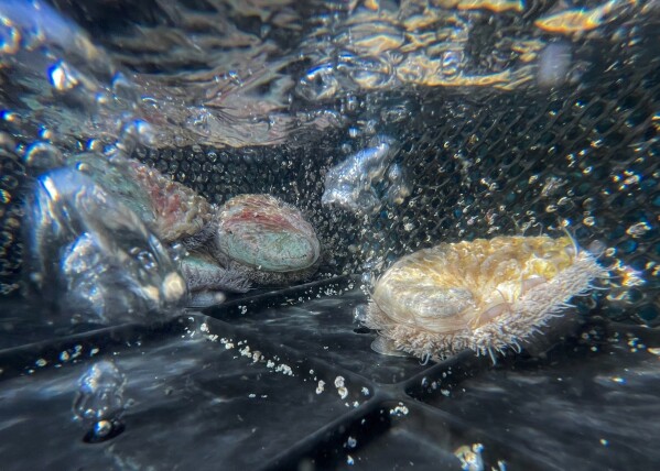 Poaching for Abalone, Africa's 'White Gold,' Reaches Fever Pitch