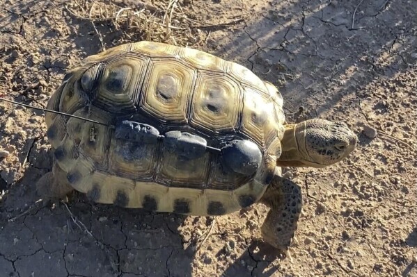 A Bolson tortoise is seen at Armendariz Ranch in Engel, New Mexico, on Friday, Sept. 22, 2023. (AP Photo/Susan Montoya Bryan)