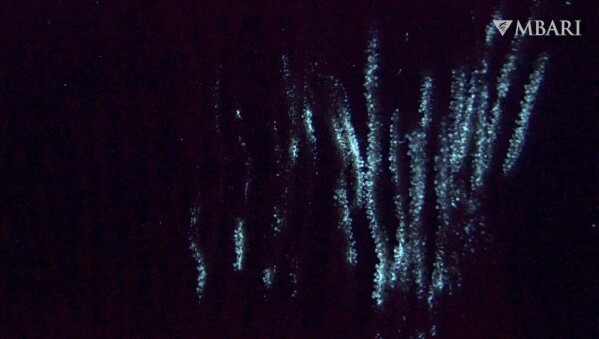 This image from video provided by the Monterey Bay Aquarium Research Institute in April 2024 shows bioluminescence in the shaggy bamboo coral Isidella tentaculum filmed in the ocean by a remotely operated vehicle. Most animals that light up are found in the depths of the ocean and they might have been doing it longer than thought. In a study published in the journal Proceedings of the Royal Society B on Tuesday, April 23, 2024, scientists report that the first animals that glowed may have been coral that lived 540 million years ago. “Light signaling is one of the earliest forms of communication that we know of _ it’s very important in deep waters,” said Andrea Quattrini, a co-author of the study. (Doc Ricketts/MBARI via AP)
