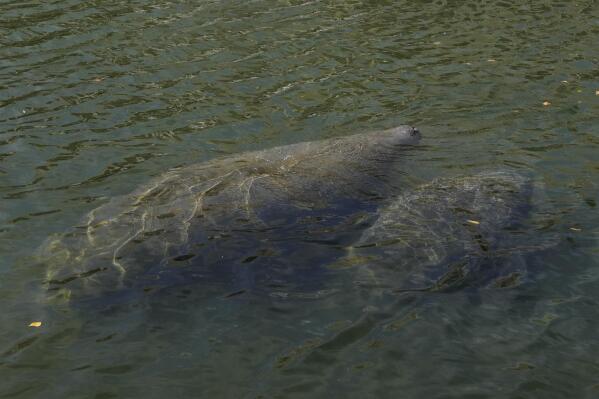 FILE - An adult and young manatee swim together in a canal, Feb. 16, 2022, in Coral Gables, Fla. The experimental program to feed Florida manatees starving because water pollution is destroying their natural food has topped 55 tons of lettuce, wildlife officials said Wednesday, March 9, 2022. (AP Photo/Rebecca Blackwell)