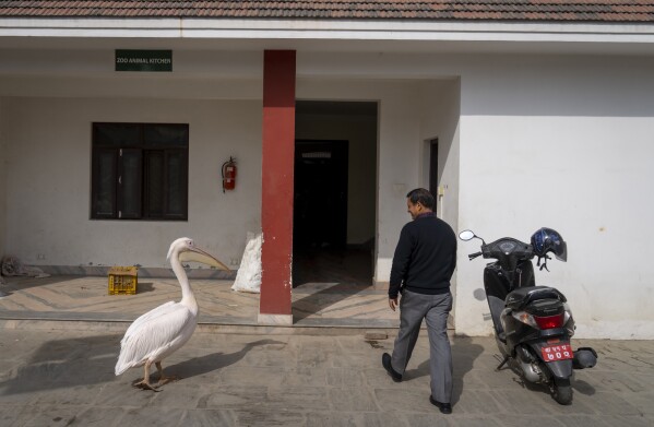 A pelican follows program officer Ganesh Koirala as he arrives at the animal kitchen at Nepal’s Central Zoo in Lalitpur, Nepal, Feb. 21, 2024. At the stroke of 10 every morning, the pelican arrives at the entrance of the animal kitchen, waiting patiently for Koirala to arrive. The pelican knows that with Koirala will come his breakfast - a one kilogram 2.2 pound) fish. (AP Photo/Niranjan Shrestha)