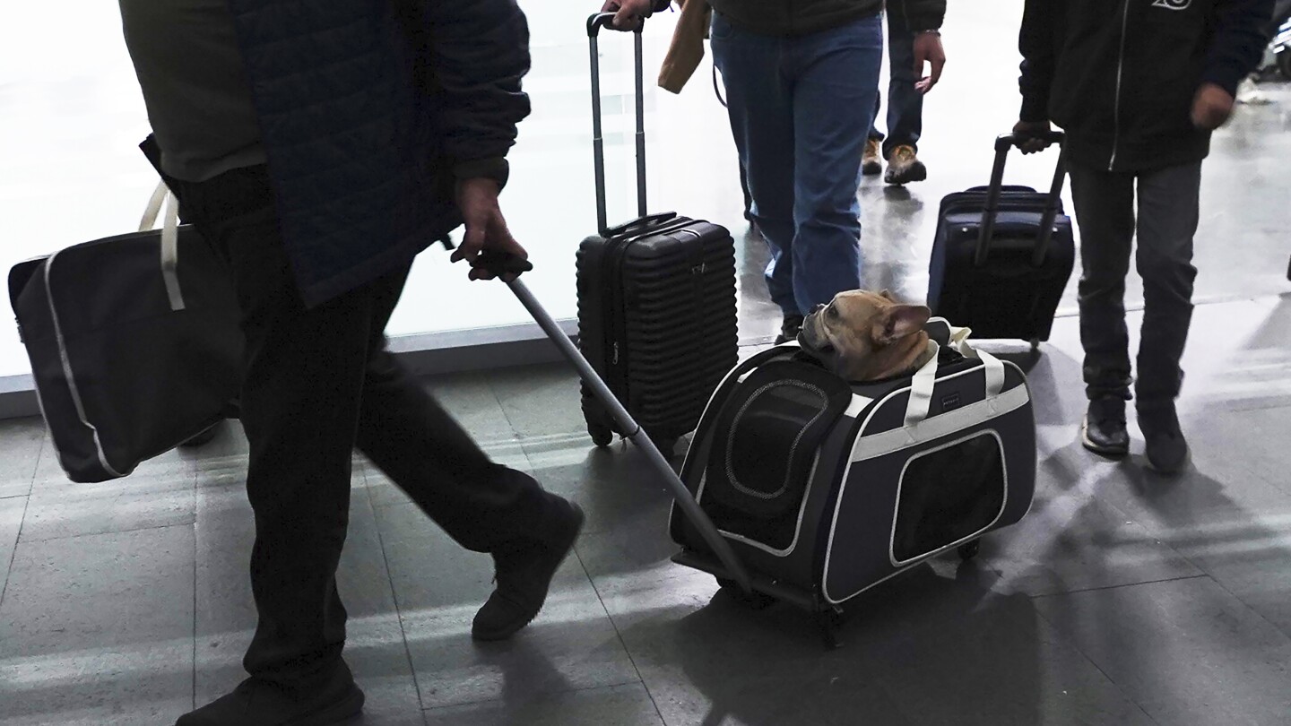 Ако носите куче в САЩ — дали ако се връщате