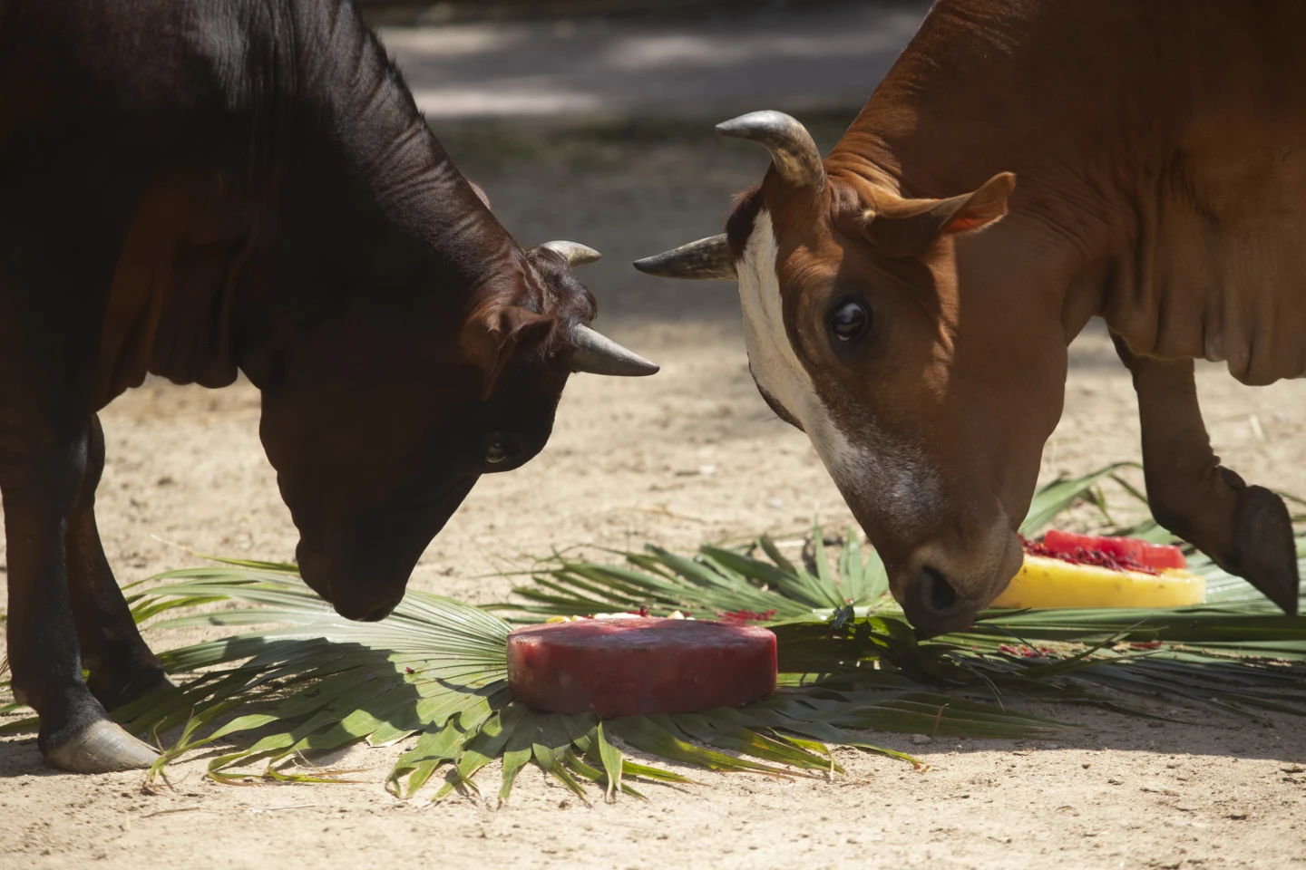 Foto de vacas con helados congelados en BioParque