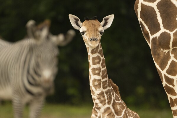 This Dec. 2023 photo provided by Zoo Miami shows a baby giraffe, named “Saba,” at Zoo Miami in Miami. Officials say the baby giraffe has died of a broken neck after being discovered by the zoo's staff on Saturday, March 16, 2024. (Ron Magill/Zoo Miami via AP)