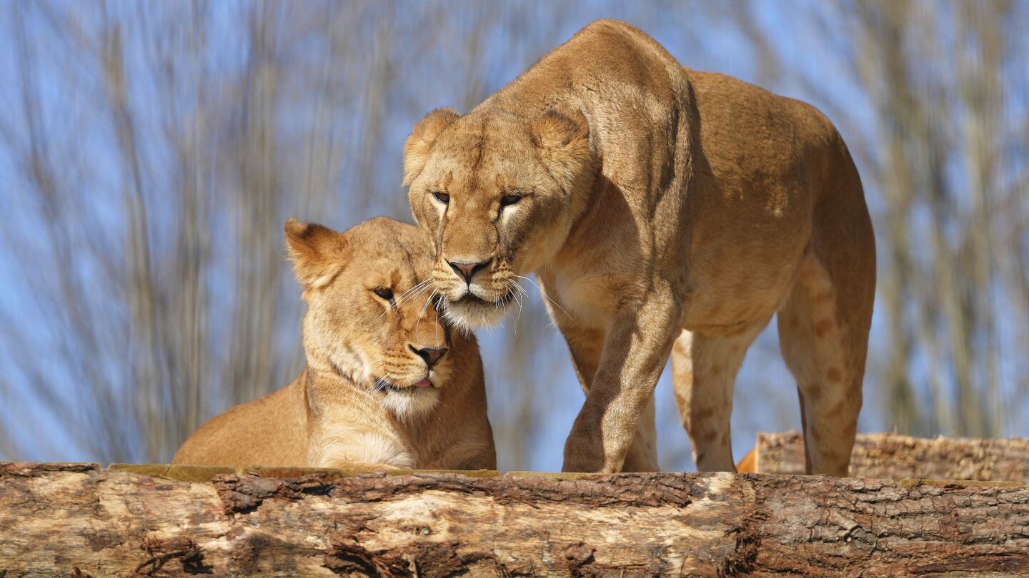 5 lions rescued from the war in Ukraine settle into a new life in England