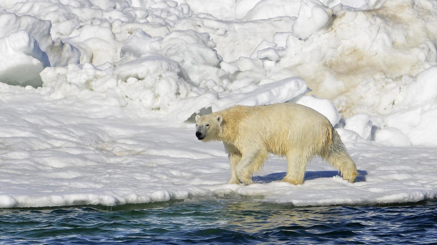 alaska polar bears