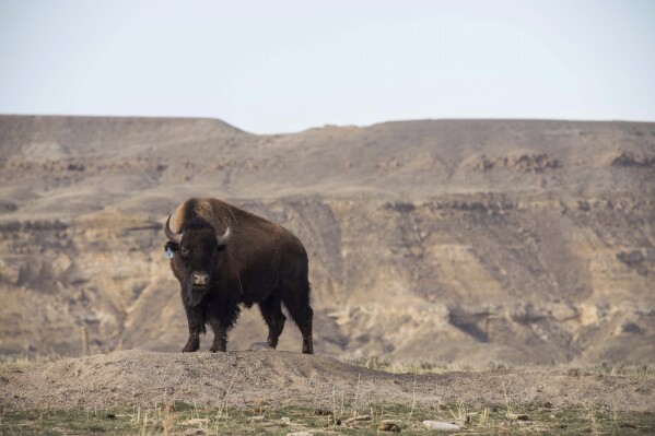 A buffalo, relocated from the Soapstone Prairie in Colorado, wanders in its new home at the Eastern Shoshone Buffalo Enclosure, Friday, April 11, 2025, on the Wind River Reservation near Morton, Wyo. (AP Photo/Amber Baesler)