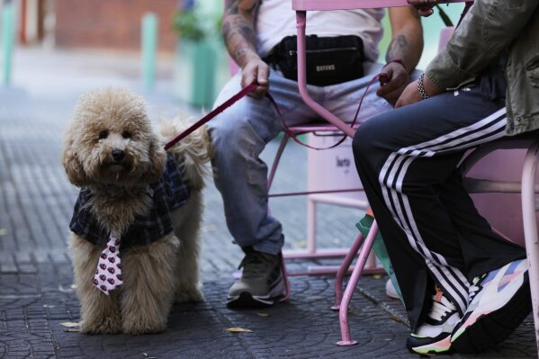 Rocky stands leashed beside his owner at Barto Café, a bakery for humans and their pets that also offer birthday party services for dogs, in Buenos Aires, Argentina, Sunday, April 13, 2025. (AP Photo/Natacha Pisarenko)