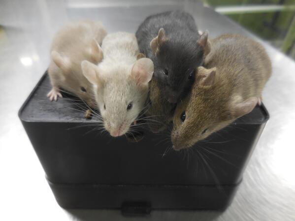 This photo provided by researcher Katsuhiko Hayashi shows mice derived from stem cells, four weeks after their birth, in Osaka, Japan in September 2021. In a study published Wednesday, March 16, 2023, in the journal Nature, scientists led by Hayashi have created baby mice with two fathers for the first time by turning male mouse stem cells into female cells in a lab. (Katsuhiko Hayashi via AP)