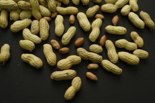 FILE - This Feb. 20, 2015 photo shows an arrangement of peanuts in New York. A study published in the New England Journal of Medicine on Wednesday, May 10, 2023, finds an experimental skin patch shows promise to treat toddlers who are highly allergic to peanuts. (AP Photo/Patrick Sison, File)