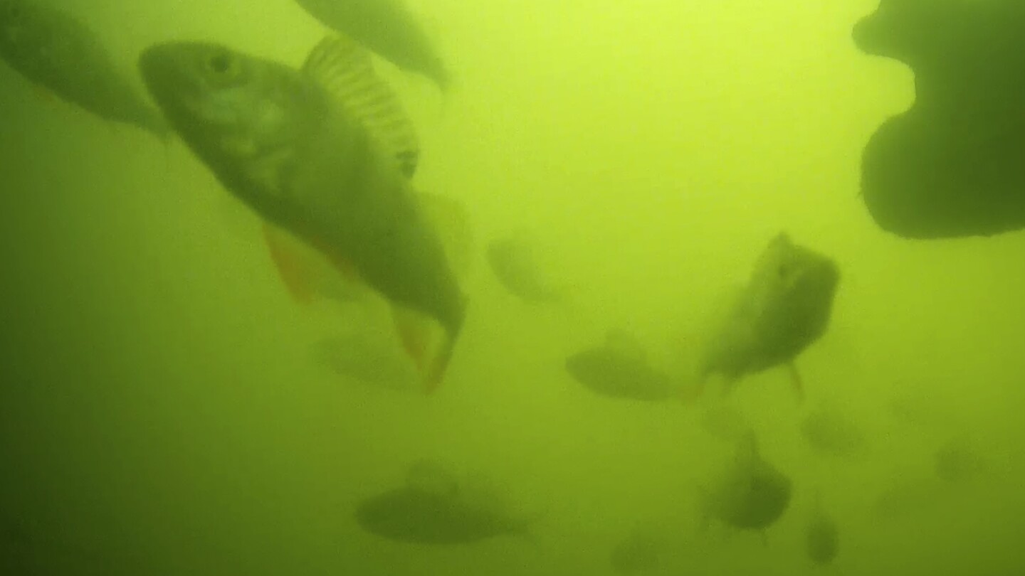 Millions Help Fish Migrate via a Quirky 'Fish Doorbell' Livestream
