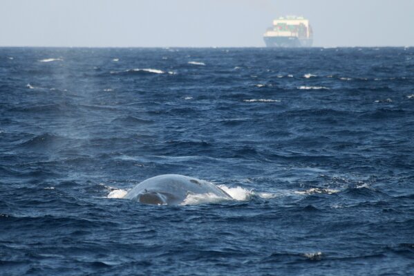 blue whale wars ship