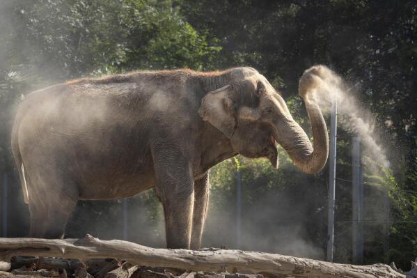 In this image provided by the Los Angeles Zoo, Jewel, an Asian elephant, stands in an enclosure on Oct. 9, 2020, at the zoo. Jewel, the Los Angeles Zoo's 61-year-old Asian elephant, was euthanized due to declining health, officials said Friday, Jan. 20, 2023. Zoo staff monitored the geriatric elephant and provided supportive care around the clock for several days before determining that her quality of life would not improve, the zoo said in a statement. She was euthanized Thursday, Jan 19, 2023. (Jamie Pham/The Los Angeles Zoo via AP)