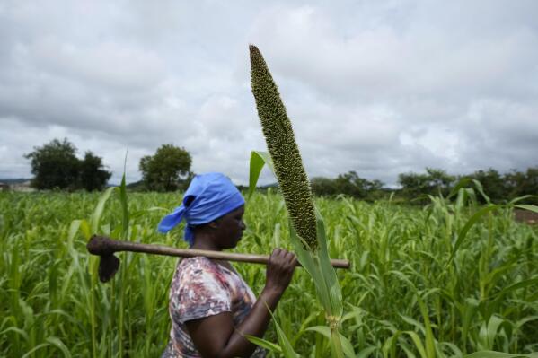 Jestina Nyamukunguvengu walks near a pearl millet crop in Zimbabwe's arid Rushinga district, northeast of the capital Harare, on Thursday, Jan, 19, 2023. Farmers like Nyamukunguvengu in the developing world are on the front lines of a project proposed by India that has led the U.N.’s Food and Agricultural Organization to christen 2023 as “The Year of Millets,” an effort to revive a hardy and healthy crop that has been cultivated for millennia — but was largely elbowed aside by European colonists who favored corn, wheat and other grains. (AP Photo/Tsvangirayi Mukwazhi)
