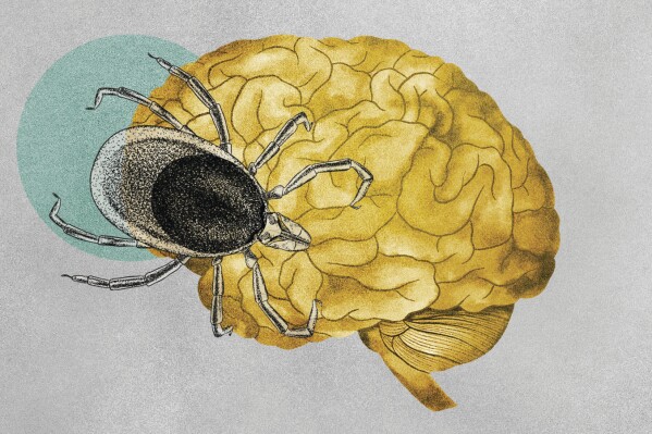 Illustration about ticks transmitting tick-borne illnesses. (Illustration/Amelia Bates, Grist via AP)