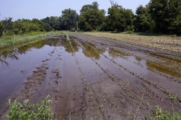 Flood waters remain on the destroyed fields at the Intervale Community Farm, following last week's flooding and this week's rains, Monday, July 17, 2023, in Burlington, Vt. (AP Photo/Charles Krupa)