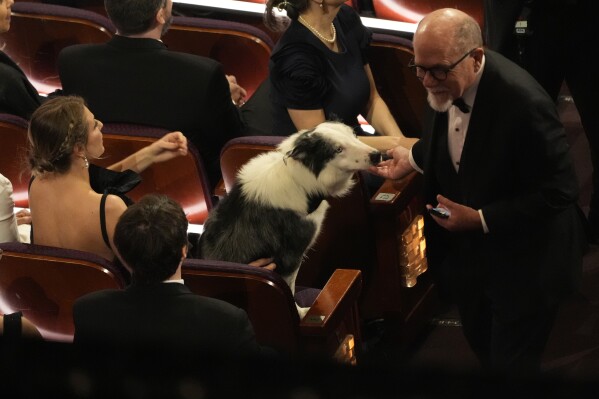 Messi the dog from the film "Anatomy of a Fall" appears in the audience during the Oscars on Sunday, March 10, 2024, at the Dolby Theatre in Los Angeles. (AP Photo/Chris Pizzello)