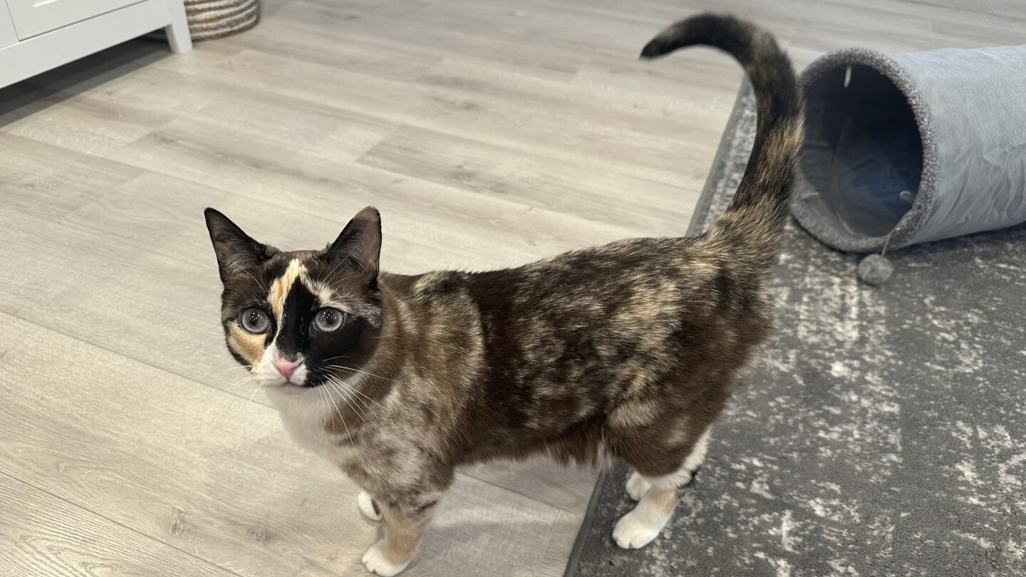 A Utah cat with a love for cardboard makes a surprise trip to California in an Amazon box