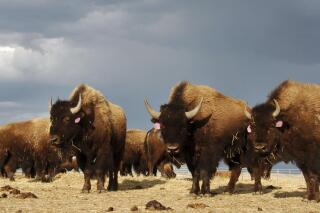 FILE - In an April 24, 2012, file photo, a herd of bison stand in a pen on the Fort Peck Reservation near Poplar, Mont. Montana Gov. Greg Gianforte has ended a bison management plan that would have allowed the wide-ranging animals to be restored in more areas of the state. The Republican announced Tuesday, April 20, 2021, that the state had settled a lawsuit brought the year before against the administration of his Democratic predecessor over adoption of the bison plan. Gianforte said he was acting to protect ranchers and farmers. (AP Photo/Matthew Brown, File)