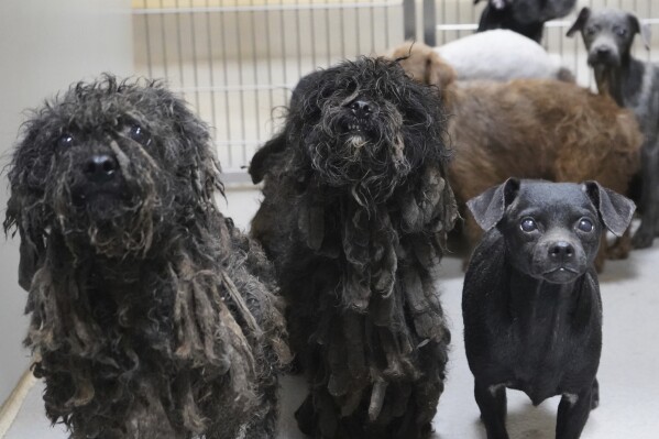 This photo provided by Stanislaus Animal Services Agency shows some of the 86 dogs that were rescued from a house in Ceres, Calif. on Tuesday, March 19, 2024. An anonymous call led California authorities to find 86 dogs and several people living in a house where conditions were described as deplorable. (Alondra Peralta/Stanislaus Animal Services Agency via AP)