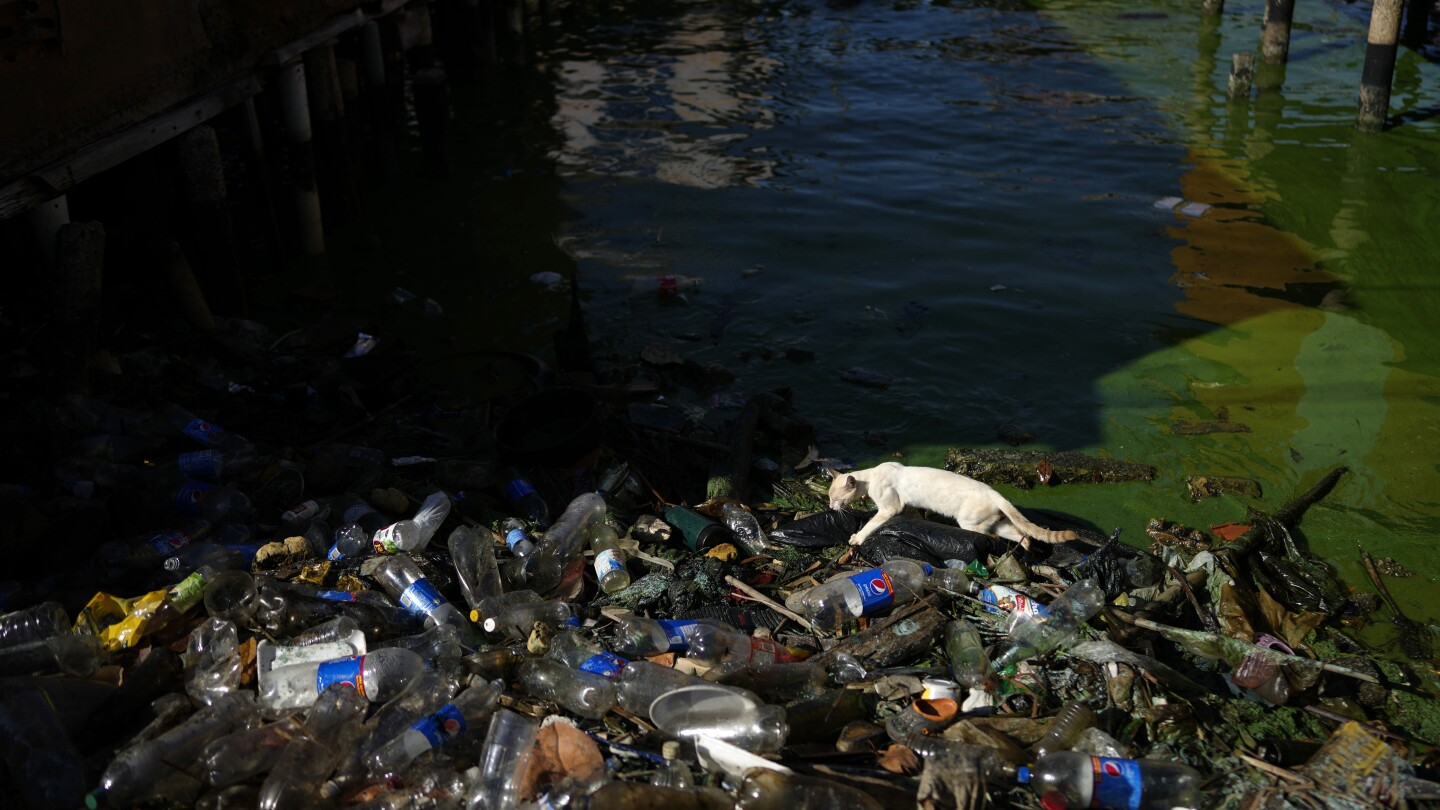 Petróleo, desechos acuáticos y algas tóxicas amenazan la vida en el lago de Maracaibo en Venezuela