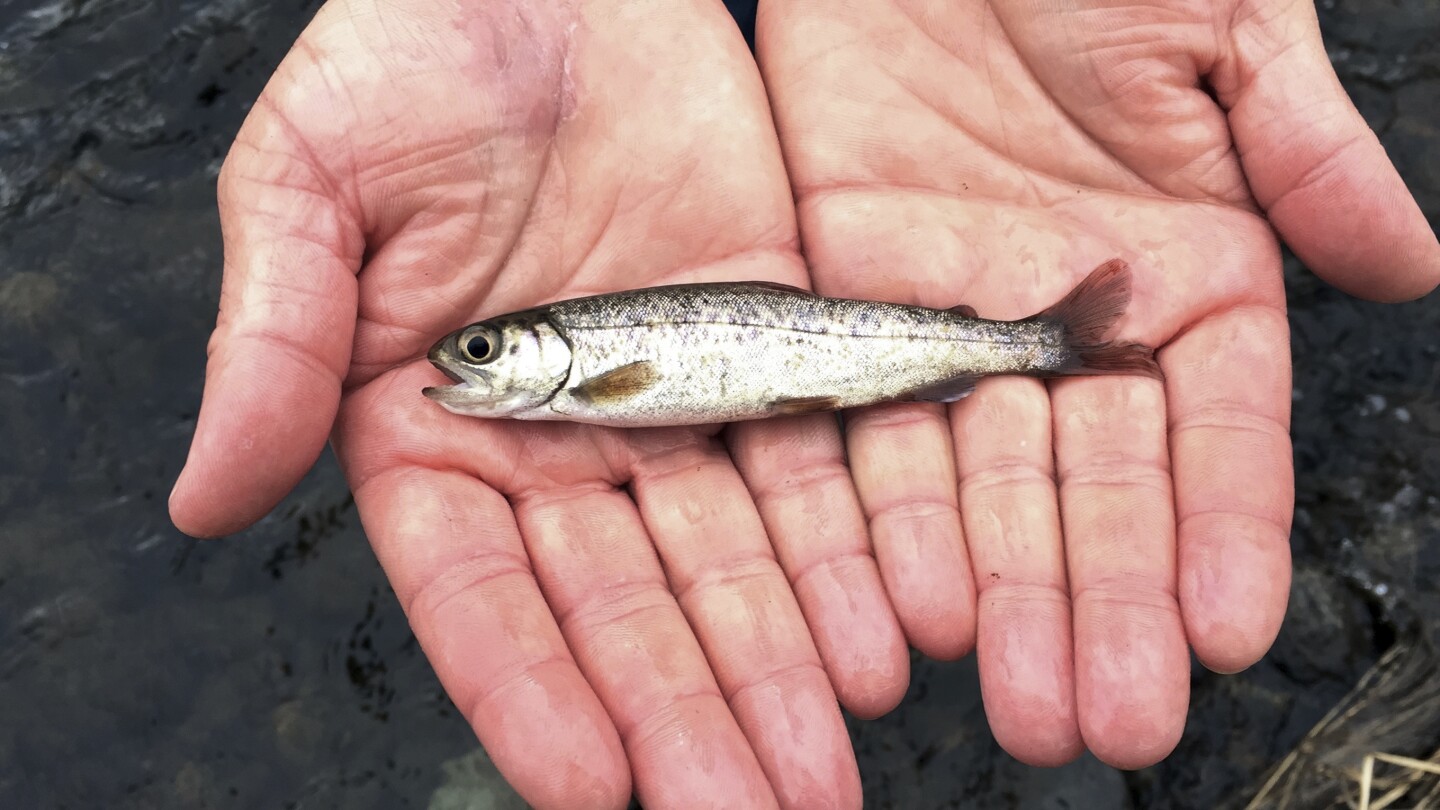 ПОРТЛАНД, Мейн (АП) — Броят на рибите в правителствения списък