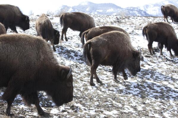 FILE - Bison roam outside Yellowstone National Park in Gardiner, Mont., on March 17, 2011. Thirteen bison were killed or had to be euthanized after their herd was struck by a semi-truck involved in an accident with two other vehicles on a dark Montana highway just outside Yellowstone National Park, authorities said Friday, Dec. 30, 2022. (AP Photo/Janie Osborne, File)