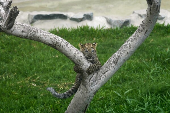Photographed from behind a glass, a leopard cub climbs a tree at the Park of Legends Zoo in Lima, Peru, Wednesday, Oct. 4, 2023. The cub, one of a pair, the first born in captivity in Peru, is yet to be named. (AP Photo/Martin Mejia)