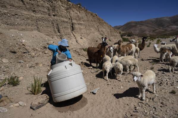 Vilma de Callata, 45, draws water for her animals in Tusaquillas, Jujuy Province, Argentina, Sunday, April 23, 2023. Her native Kolla people have spent centuries climbing deep into the mountains of northern Argentina in search of a simple substance: Fresh drinking water. (AP Photo/Rodrigo Abd)
